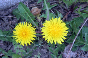 Dandelions Photo by Robert Taylor
