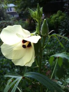 Spectacular bloom on an okra plant