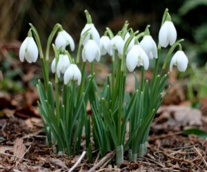 Galanthus nivalis (Snowdrops)