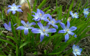  Chionodoxa (Glory in the Snow)