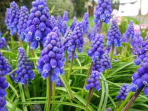 Muscari armeniacum (Grape Hyacinths)