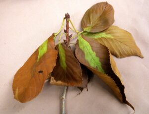 Photo Credit: Purdue.edu/Gail Ruhl