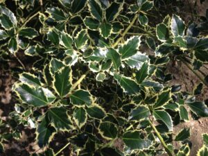 Photo Credit: wikimedia.org