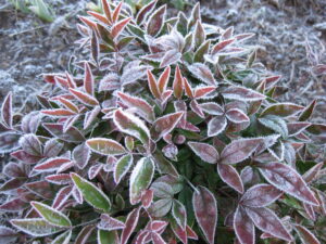 Photo Credit: Pat Chadwick