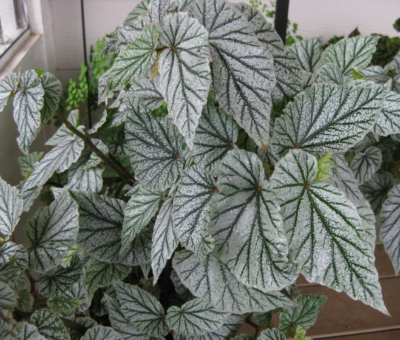 Begonia - Unnamed Cultivar