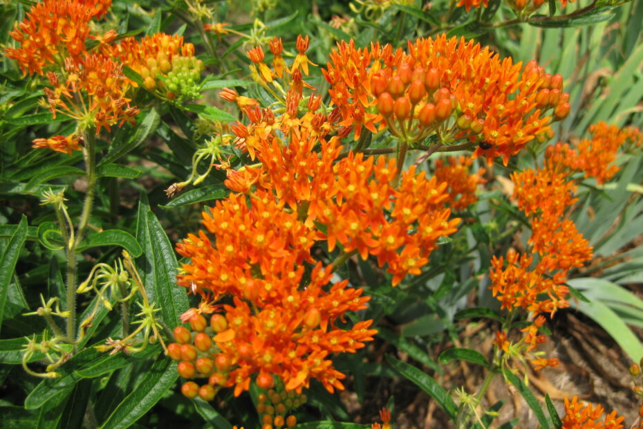 Photo Credit: Pat Chadwick