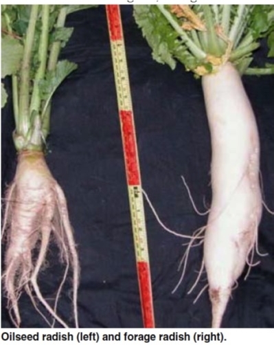 Forage Radishes — A hard-working cover crop | Piedmont Master Gardeners