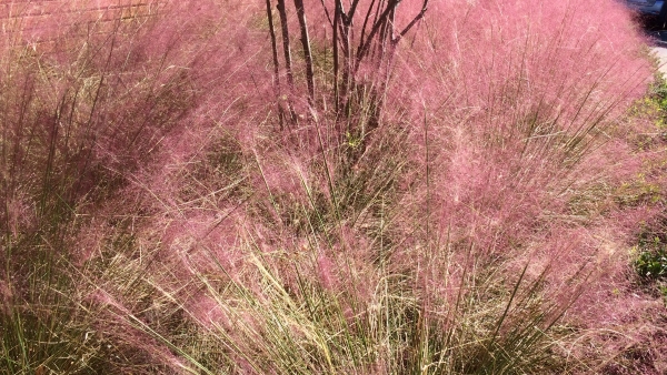 Ornamental Grasses:  easy, beautiful — and invasive?