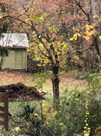 shed photo by Cathy Caldwell
