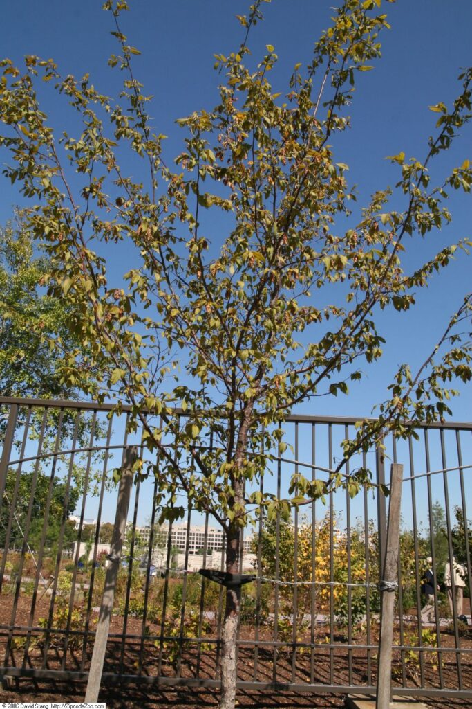 Consider a Hornbeam – Piedmont Master Gardeners