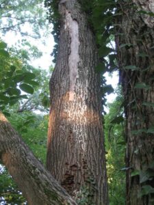 the trunk of an oak tree with a big tan hole, running top to bottom, in the bark