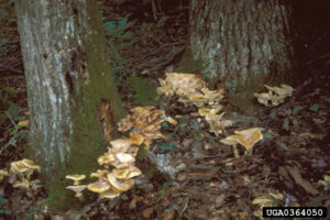 two oak trees with yellowish mushrooms growing from their bases