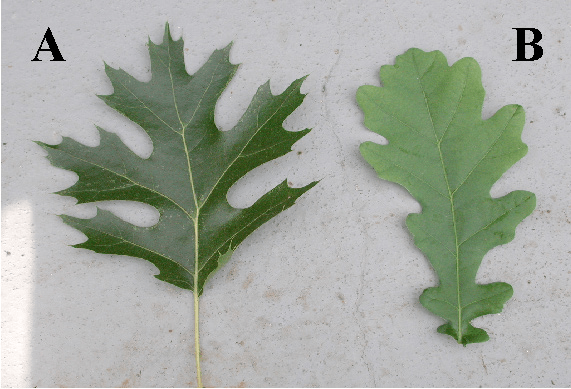 two green oak leaves, one from a red oak and one from a white oak, on a white surface