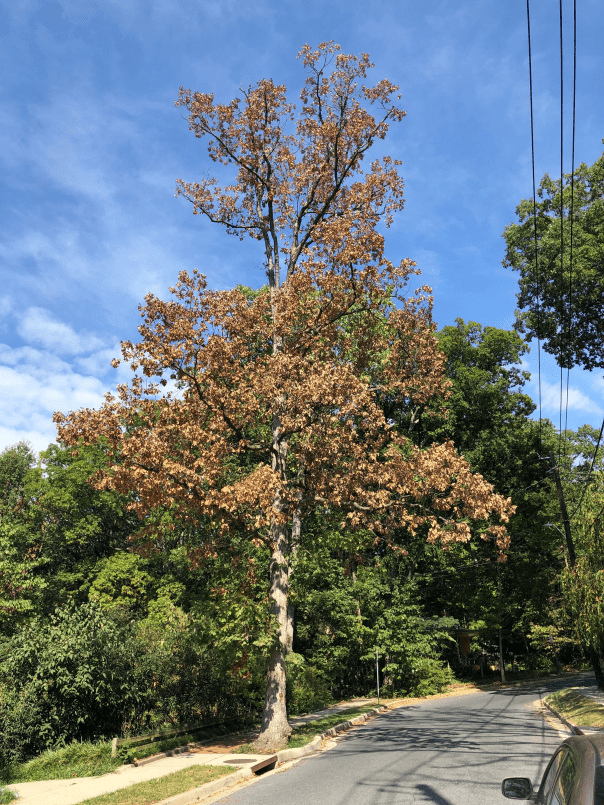 a dying oak tree with brown leaves along a road