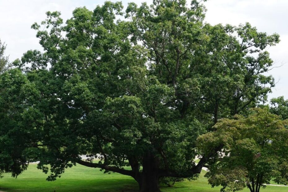 a very large white oak tree with a wide green crown and a huge brown trunk sprouting enormous branches