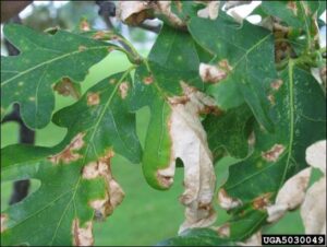 green oak leaves with large dry brown spots and edges