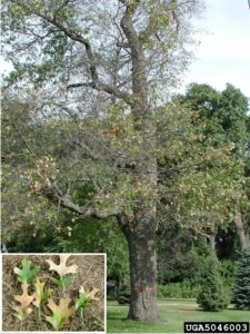 an oak tree with partial defoliation, suffering from oak wilt. In an inset, the leaves are browning from the margins towards the center.