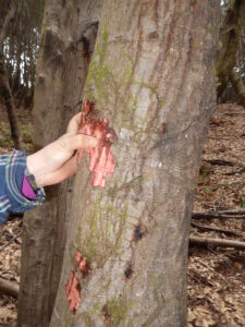 an oak trunk with several dark cankers and a couple of reddish areas where the bark is peeling off. 