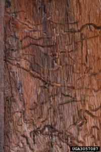 a red-brown slab of wood with narrow twisty grooves cut into it by boring insect larvae