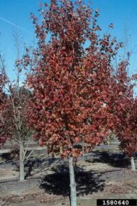 a small tree with red-brown leaves against a blue sky