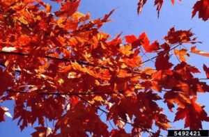 brilliant red leaves against a blue sky