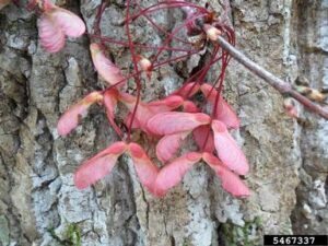 red maple samaras against a background of gray maple bark
