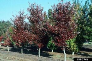 three small trees with gray bark and purple-red leaves in a row