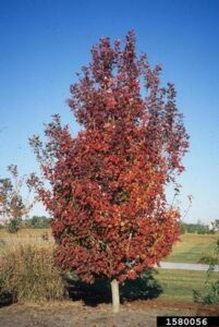 a small tree with a light gray trunk and red leaves in a park against a blue sky
