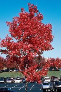 a tree with bright red leaves in front of a parking lot, against a blue sky