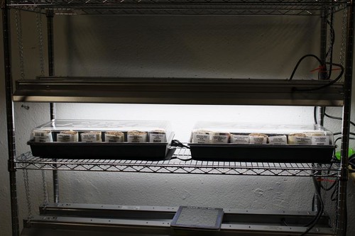 "seeds started" by anneheathen is licensed under CC BY 2.0