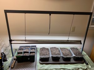 Basic setup for home seed starting