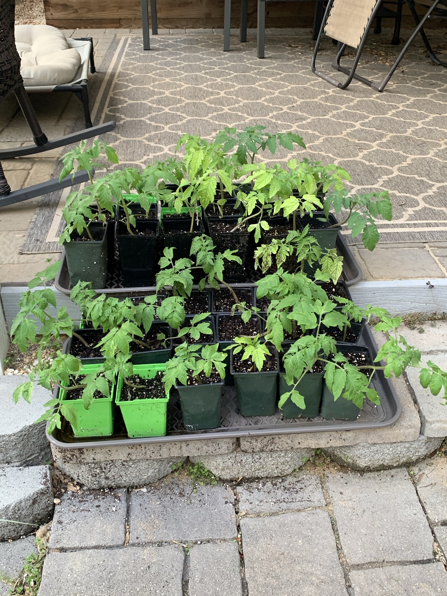 The Edible Garden In May Piedmont Master Gardeners