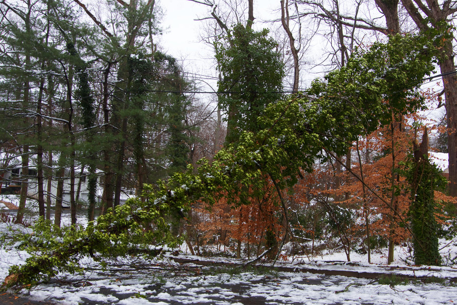 ivy-covered tree broken in half during an ice storm