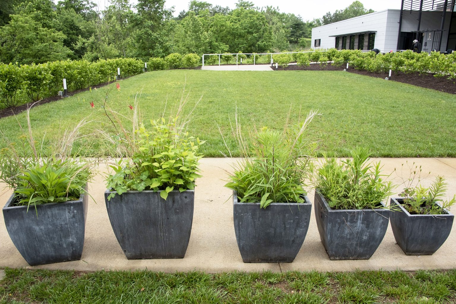 Planting for Pollinators – Piedmont Master Gardeners