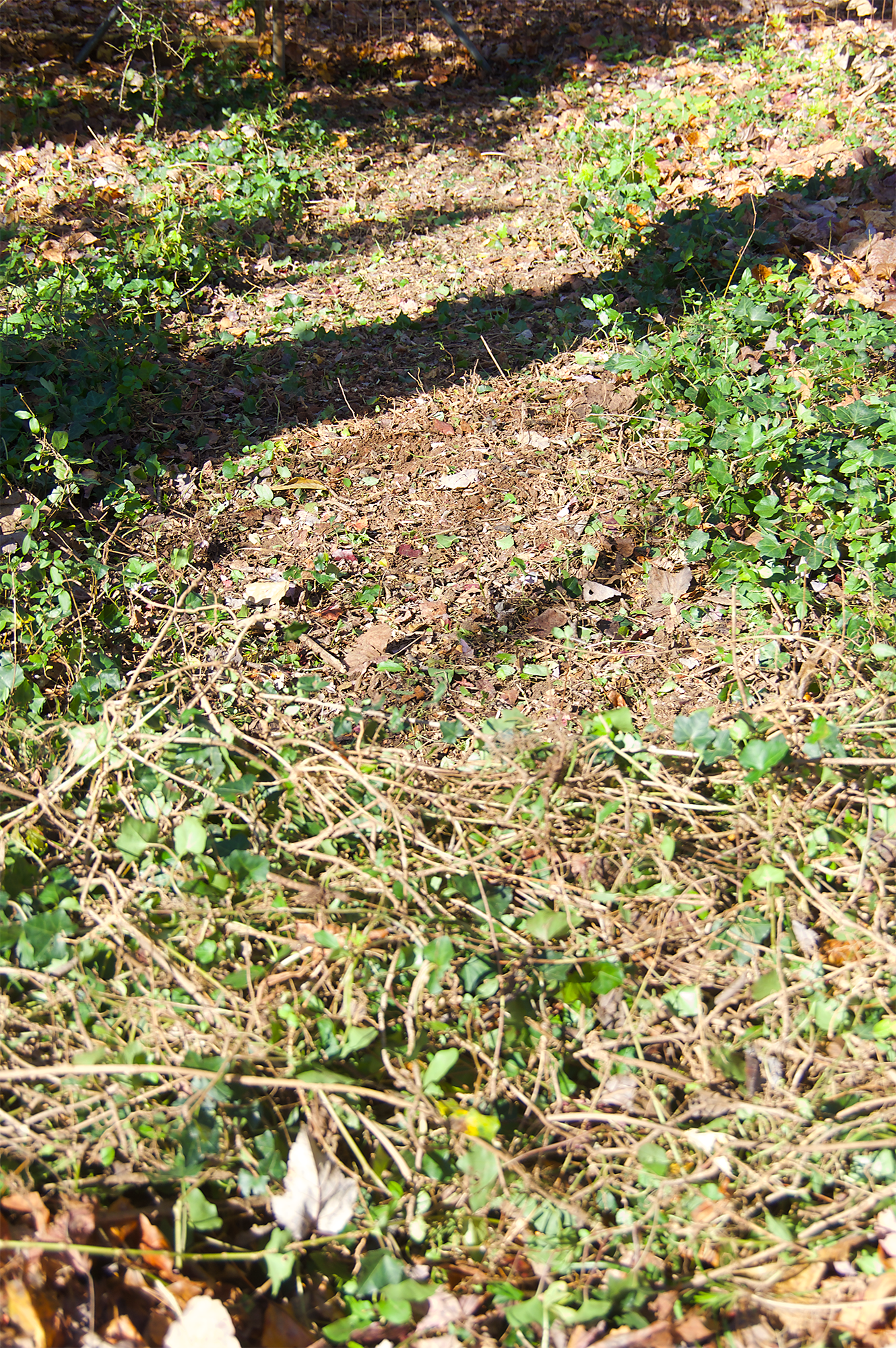 Strip, 4 by 20 feet, cleared of ivy
