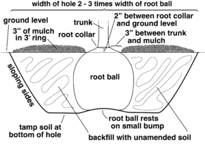 diagram showing how to plant a tree: a wide, shallow hole with sloping sides, 2-3 times the size of the root ball and as deep as the root ball.