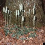 Downy rattlesnake orchid flowering