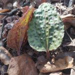 Cranefly orchid leaf