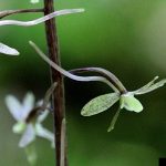 Cranefly nectar spur on flower.