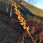 Striking downy rattlenake orchid seed head