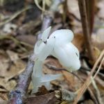 Ghost pipe emerging