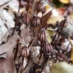 Ghost pipe seed heads