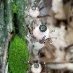 Pollinated upturned heads