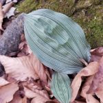 Putty root orchid leaf