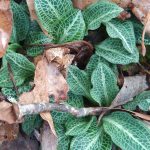 leaves of downy rattlesnake plant