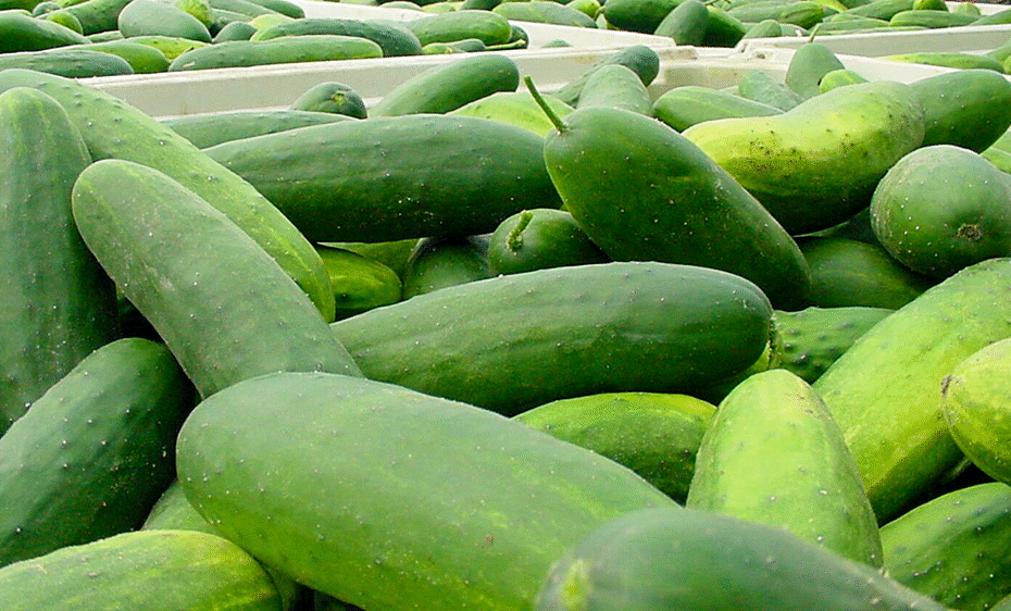 Many green cucumbers in white bins on a table