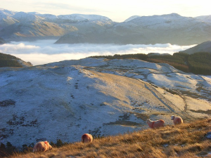 White sheep marked with red paint graze on a hillside overlooking a snowy hill. A cloud-covered lake is in the mid background, followed by a series of haze-covered hills.