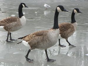 Canada Geese pn Oce