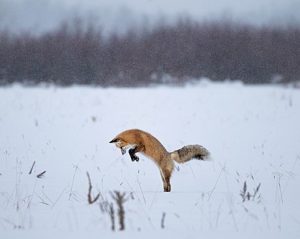Red Fox Mousing. Photo: Gouthan 89, <a href="https://creativecommons.org/licenses/by-sa/4.0/deed.en#ref-appropriate-credit">CC BY-SA 4.0 </a><br /><a href="https://commons.wikimedia.org/wiki/File:Red_fox_mousing.jpg">wikimedia.org/wiki/File:Red_fox_mousing.jpg</a>