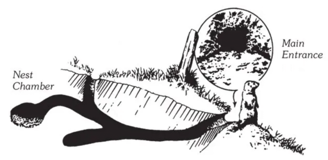 Controlling Groundhogs in the Garden – Piedmont Master Gardeners